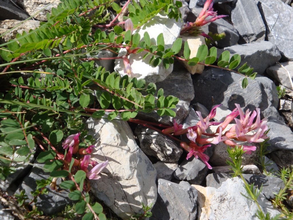 Astragalus monspessulanus / Astragalo di Montpellier